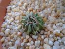 Echinofossulocactus coptonogonus