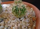 Echinofossulocactus lexarzai