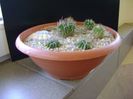 Grup de 6 Echinofossulocactus (Stenocactus)