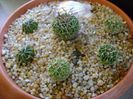 Grup de 6 Echinofossulocactus (Stenocactus)