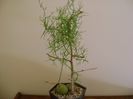 Bowiea volubilis
