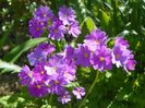 primula sieboldii