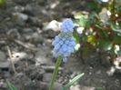 muscari Baby's Breath