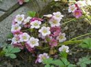 saxifraga Pixie