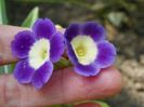 primula pubescens