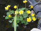 caltha palustris