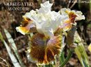 Variegated Wonder