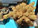 Mamillaria elongata