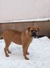 Ada - bullmastiff- 12 Luni