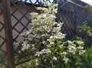 Cornus florida white clouds