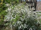 spiraea Grefsheim