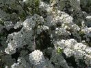 spiraea Grefsheim