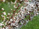 prunus Trailblazer