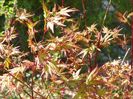 acer palmatum
