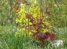 acer palm. Trompenburg