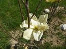 magnolia Yellow Lantern