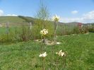 magnolia Yellow Lantern