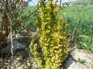 berberis Maria