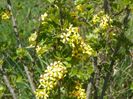 ribes aureum