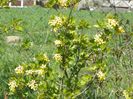 ribes aureum