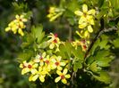 ribes aureum