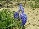 muscari armeniacum