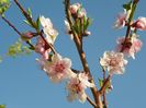 prunus persica