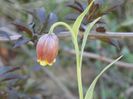 fritillaria Uva Vulpis