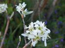 amelanchier alnifolia