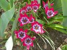 27 apr (29)