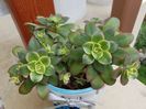 Aeonium kiwi