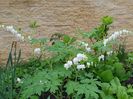 Dicentra alba