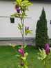 Magnolia plantata anul trecut face si ea cateva flori