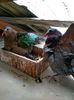 Emerald dove