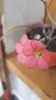 Floare de Oxalis