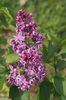...pimele flori de liliac