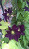 valynedelcu@yahoo.com Clematis 0006