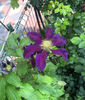 valynedelcu@yahoo.com Clematis 0004