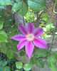 valynedelcu@yahoo.com Clematis 0003