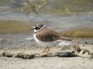 Prundaraş gulerat mic (Charadrius dubius)