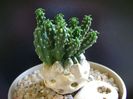 Euphorbia inermis