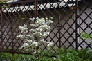 Cornus White Clouds