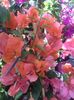 bougainvillea