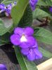 Streptocarpus