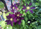 valynedelcu@yahoo.com Clematis 0008