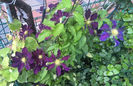 valynedelcu@yahoo.com Clematis 0009