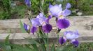 bluebird wine