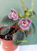 Guttata(2-05-2019)