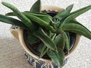 Sansevieria ed-eby cu puiuti.