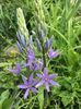 Camassia zambile indiana